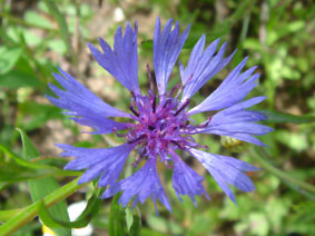 Centaurea cyanus